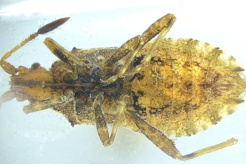 Strobilotoma typhaecornis